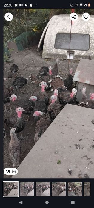 Indory Kanadyjskie Ostatnie Sztuki - Polecam