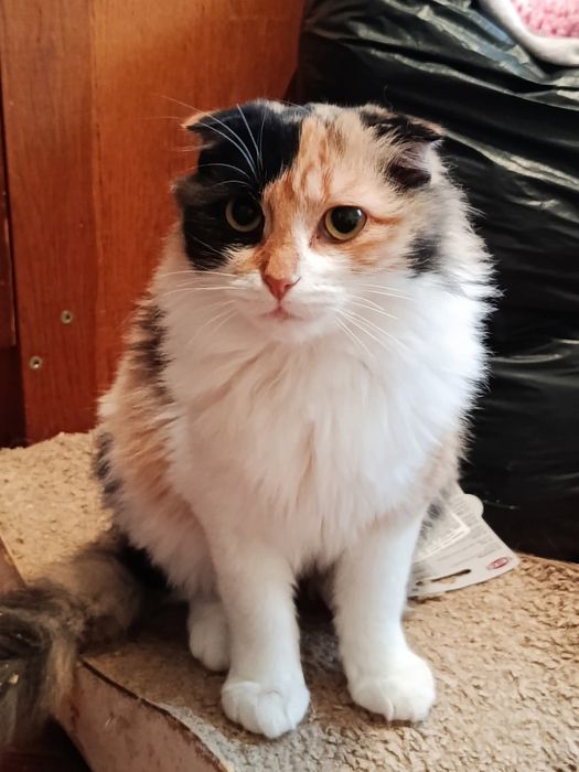 Вісловуха дівчинка шукає дім