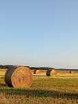 Słoma/siano z plantacji nasiennej życicy westerwodzkiej