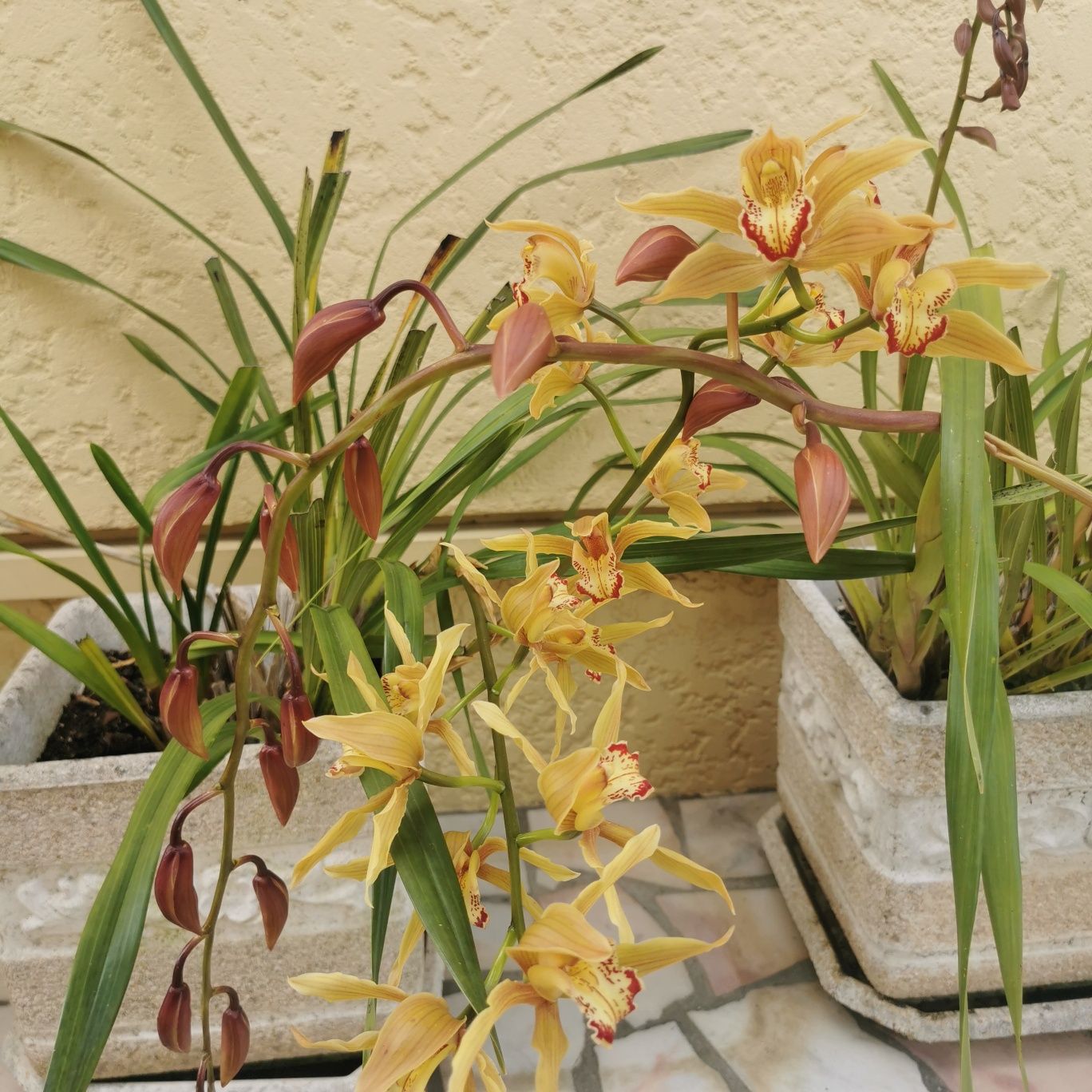 Orquídeas com vaso
