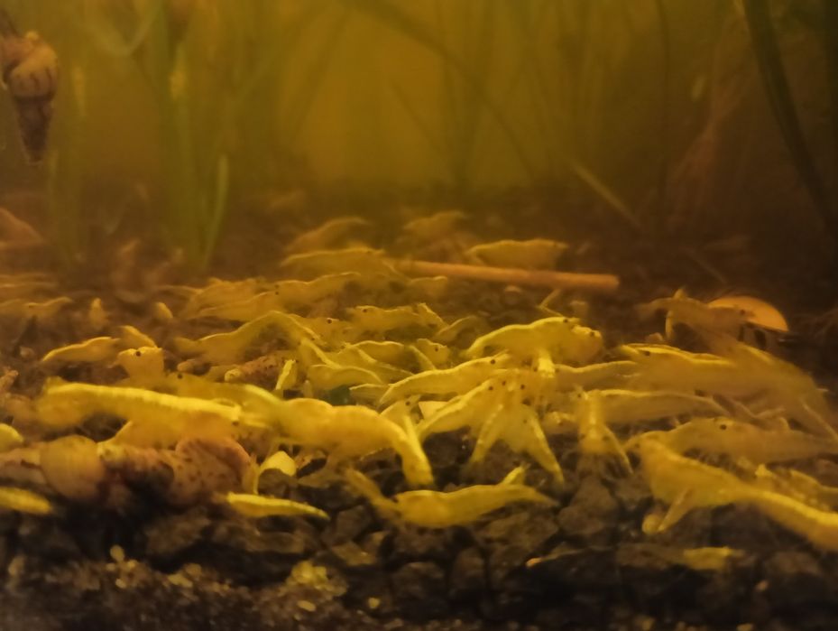 Krewetki Neocardinia Yellow