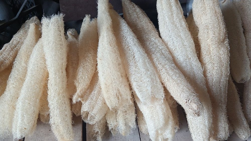 Люфа еко-мочалка, насіння