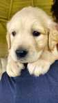 Golden retriever-piesek