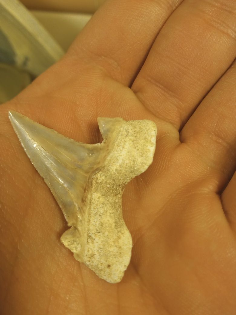 Dente fóssil tubarão