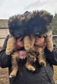 Owczarek niemiecki długowłosy suczka