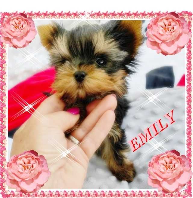 York,Yorkshire Terrier!Elitarne MICRO CUDO-SUNIA XXXXS dla VIP ,Kraków