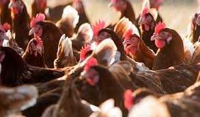 Kury Nioski z wolnego wybiegu ! Rossa Messa Astra Leghorn ! Zapraszam