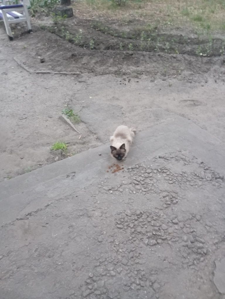 Приблудился кот или кошка
