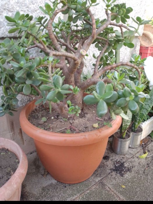 Planta de Jade / crassula