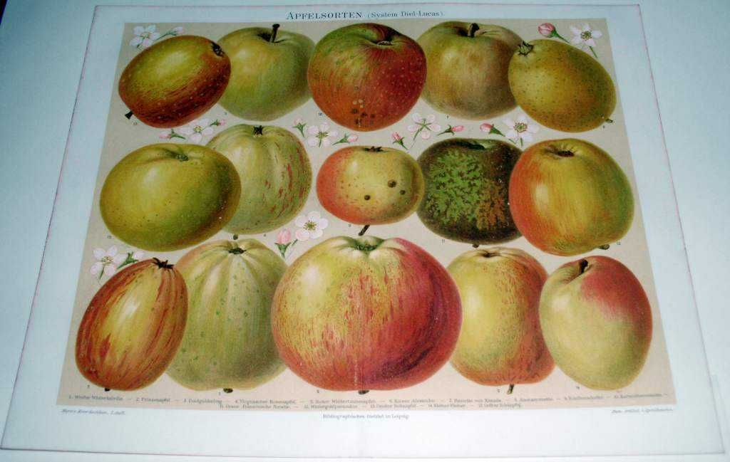 Owoce  oryginalne XIX w. chromolitografie do aranżacji wnętrza wysyłka