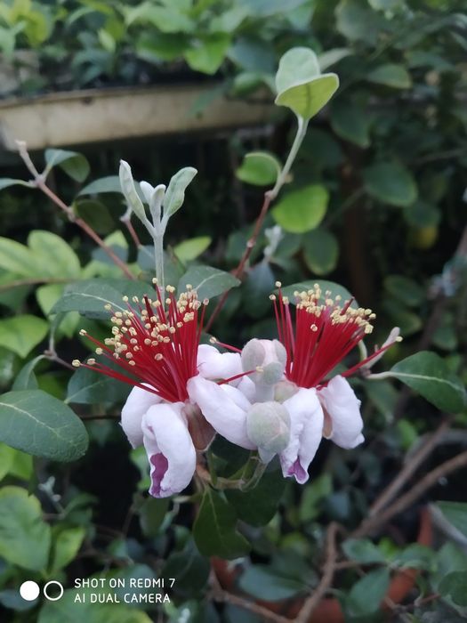 ФЕЙ-ХОА САЖЕНЦЫ продам.двух годичные.