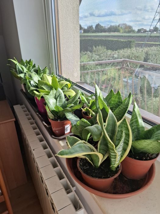 Kwiaty doniczkowe sansewieria,aloes, anginka