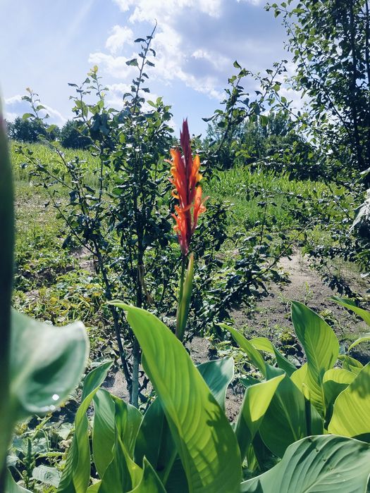 Kanna Paciorecznik kłącza