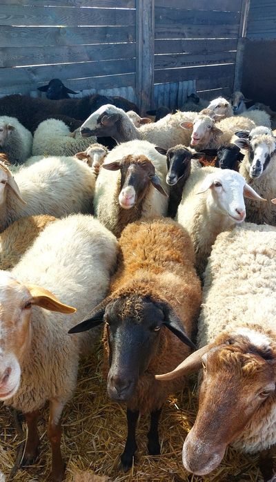 Продам стадо баранів
