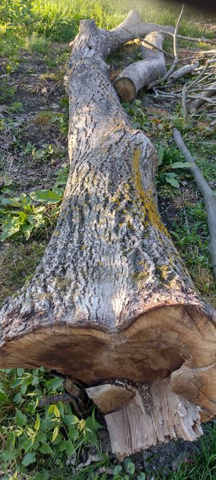 Drzewo orzecha włoskiego