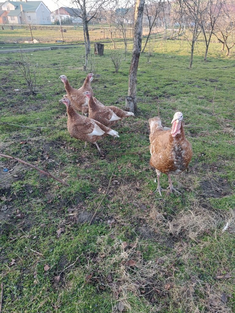 Індики червоний бурбон, продам інкубаційні яїчка!