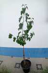 Amoreira Morus Alba