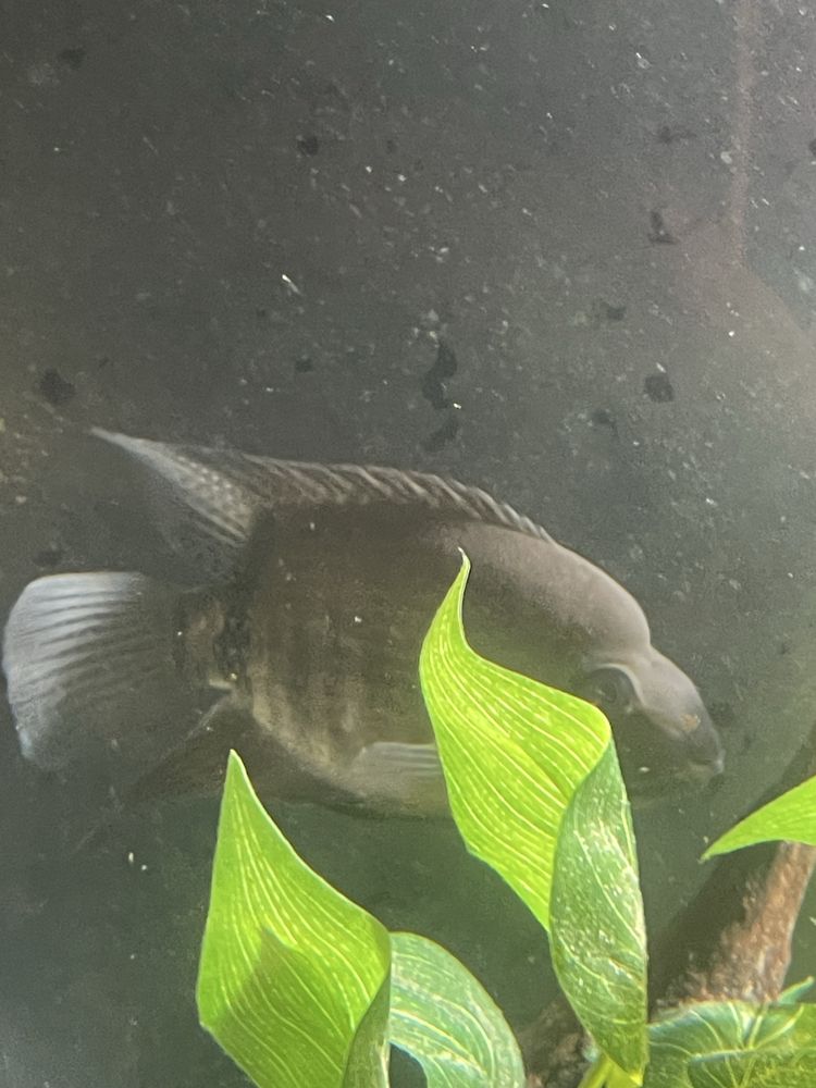 casal de heros severum selvagem