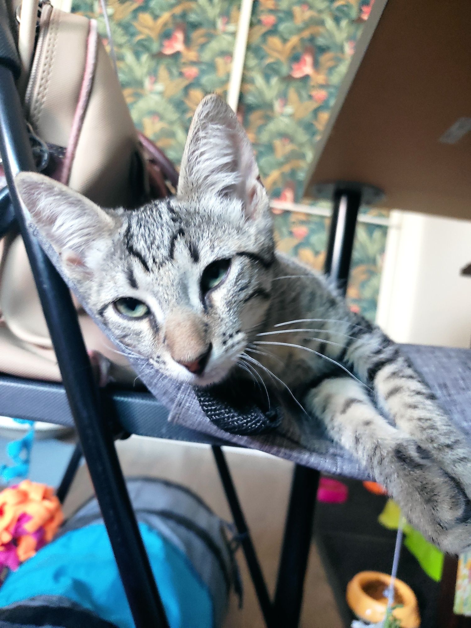 Adoção Gatinhos Bebés (todos machos),