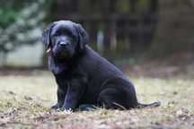 Labrador retriever czarna suczka Zkwp  gotowa do odbioru