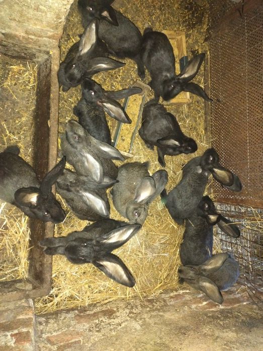 Króliki Belgijski Olbrzym