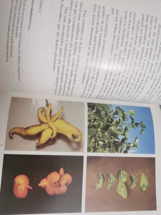 A Protecção dos Citrinos - J. A. Soares Chaves