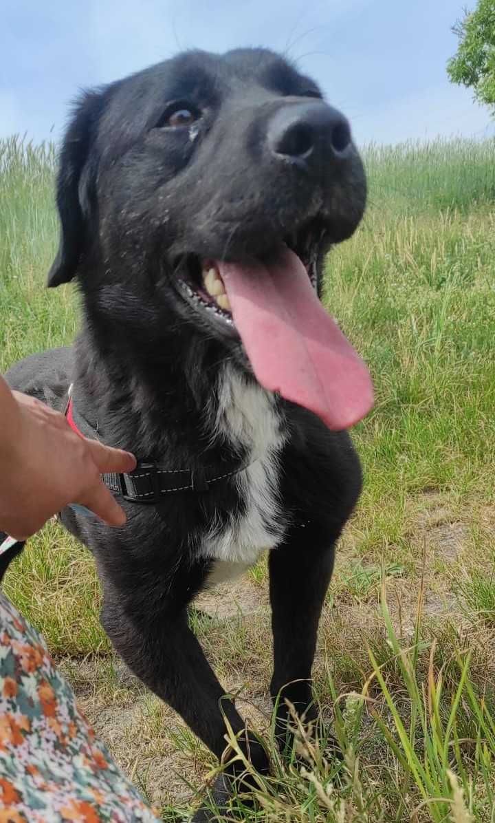 Łagodny w typie labradora Łapka szuka domku