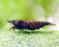 Vendo várias neocaridina de grade A