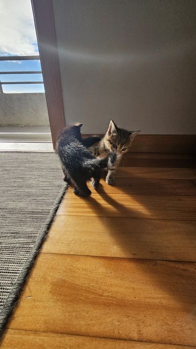 Gatinhos machos para adoção responsável