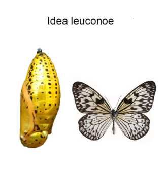 Живые бабочки и куколки бабочек