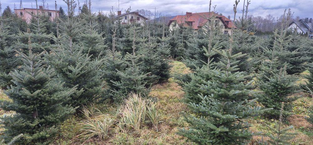 Choinki Ekologiczne (Ścinanie we własnym zakresie)