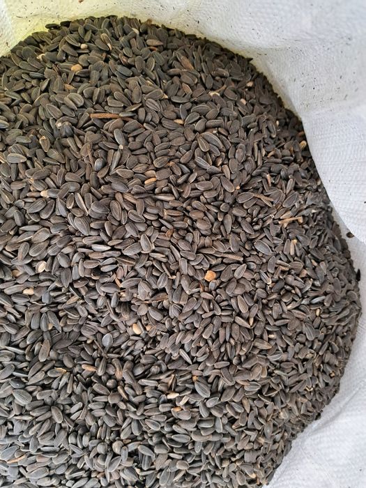 SŁONECZNIK CZARNY 3 zł/kg , 60 zł za 20 kg papuga,bażany,pawie,ptaszki