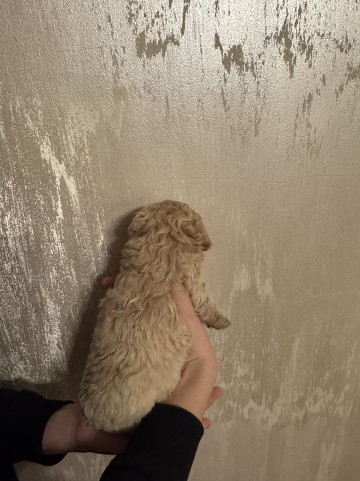 Sunia Bichpoo, matka bichon frise, ojciec pudel