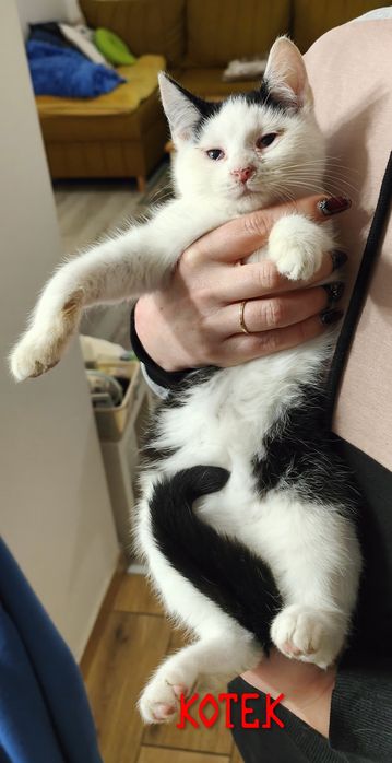 2 ślicznych kociąt do oddania