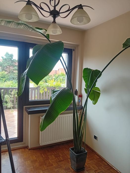 Kwiat Strelitzia biała, nicolai