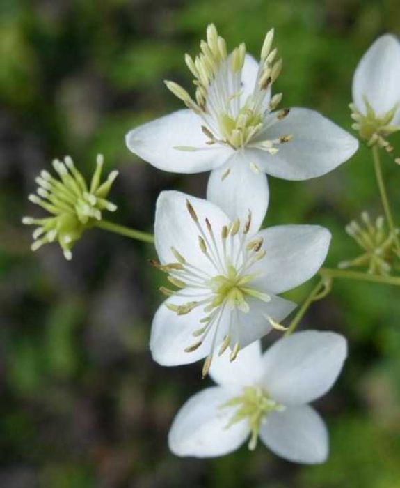 RUTEWKA DELAVAYA BIAŁA - sadzonki w doniczkach