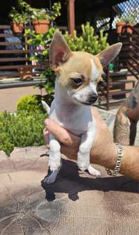 Chihuahua piesek
