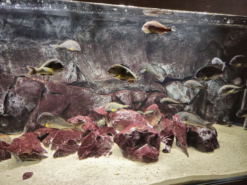 Tropheus sp. Crescentic Mkuyu WF + Akwarium