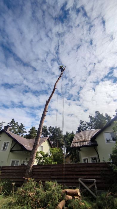 Видалити дерево удалить зрізати обрізка  кронувати спилить видалення