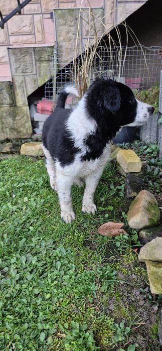 Sprzedam suczkę Border collie