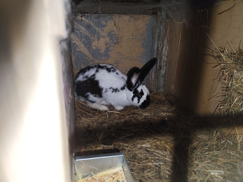 Sprzedam ubite króliki