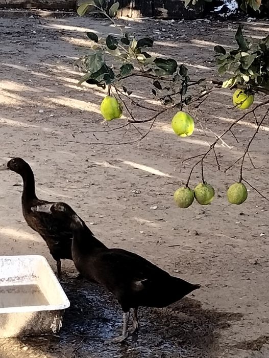 Biegusy indyjskie szmaragdowe