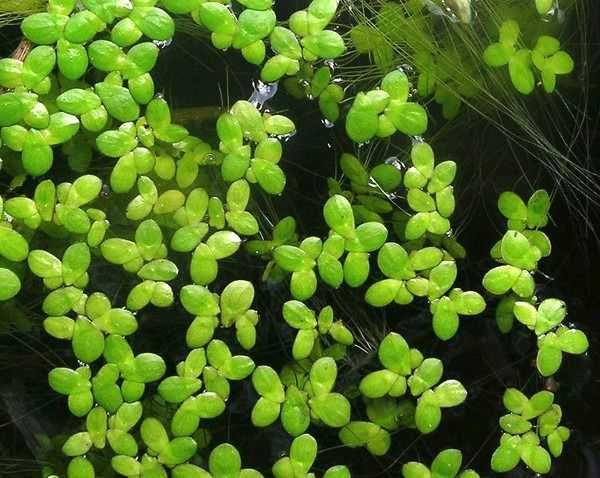 Planta flutuante lemna minor para aquário