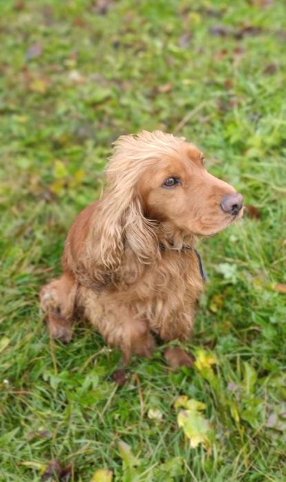 Англійський кокер-спаніель