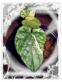 INTERNATIONAL Piper Ornatum Variegata sadzonka philodendron syngon mon