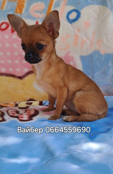 Мини чихуашка, подросток