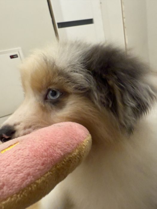 Owczarek australisjki FCI- pies gotowy do nowego domu