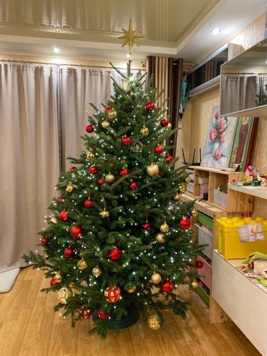 Новорічна ялинка, Ялиця Нордмана, Пихта Нордмана