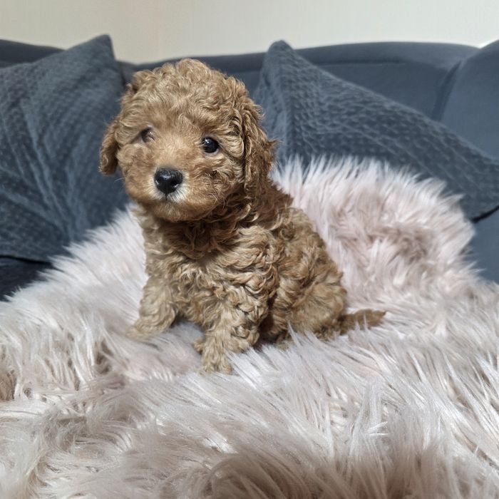 Śliczna suczka pudel toy