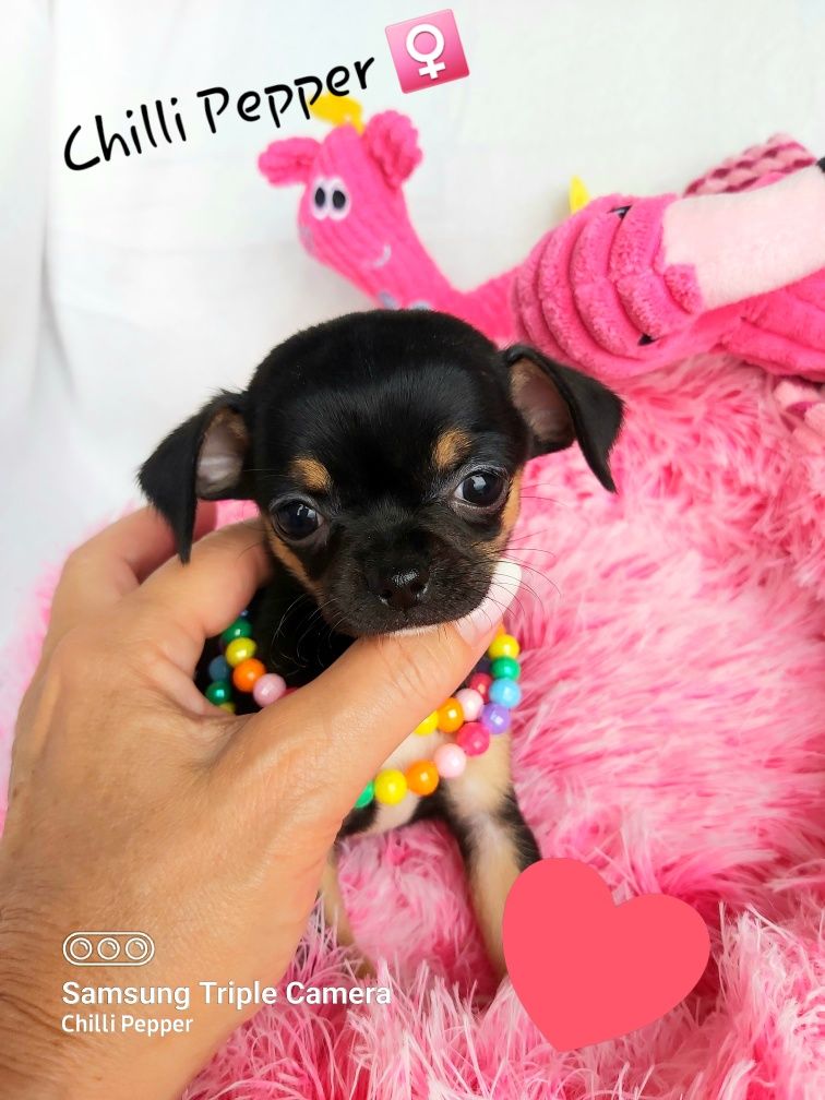 Mini suczka chihuahua czarna tricolor  CUDO